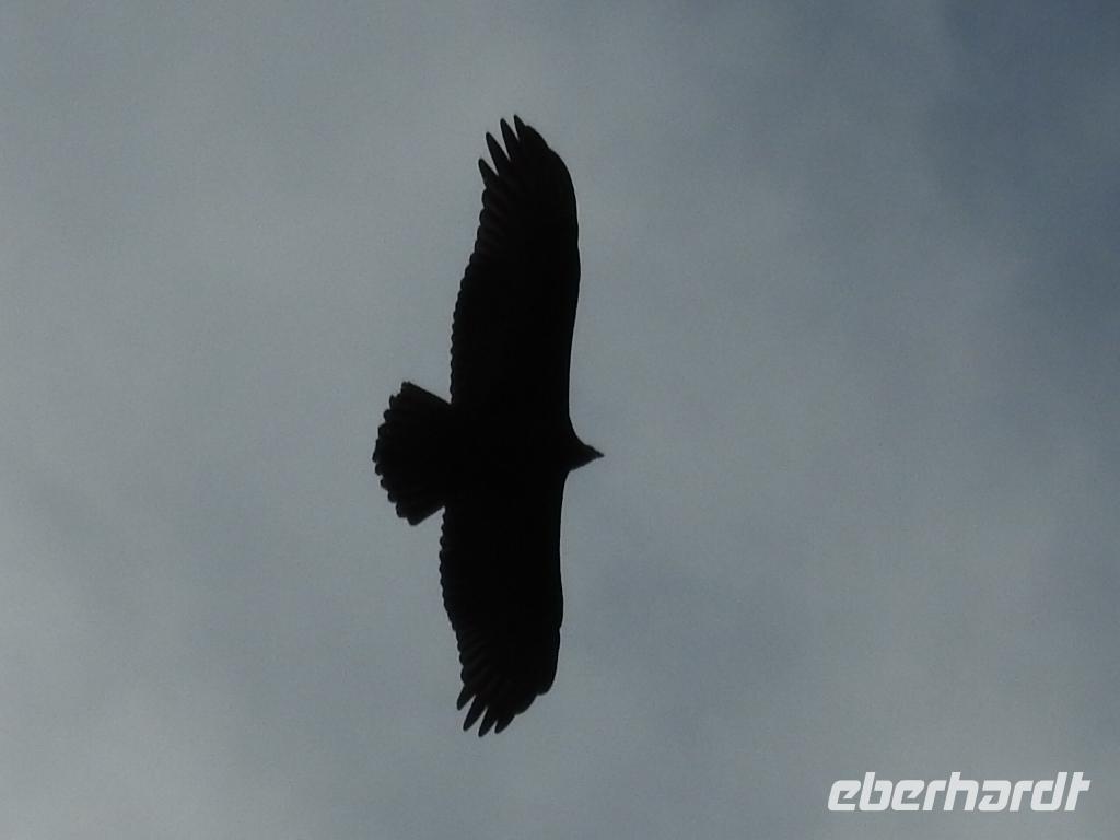 Adler? &ndash; &copy; Sabine Letzybyll (Eberhardt TRAVEL)