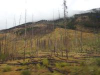 verbrannter Wald &ndash; &copy; Sabine Letzybyll (Eberhardt TRAVEL)