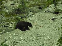 ein Bär &ndash; &copy; Sabine Letzybyll (Eberhardt TRAVEL)