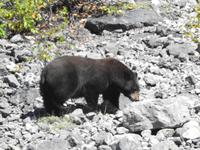 Bär &ndash; &copy; Sabine Letzybyll (Eberhardt TRAVEL)