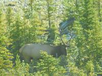 Hirsch &ndash; &copy; Sabine Letzybyll (Eberhardt TRAVEL)