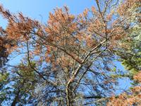 Baum &ndash; &copy; Sabine Letzybyll (Eberhardt TRAVEL)
