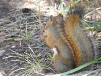 Eichhörnchen &ndash; &copy; Sabine Letzybyll (Eberhardt TRAVEL)