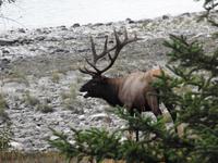 Hirsch wird wütend &ndash; &copy; Sabine Letzybyll (Eberhardt TRAVEL)