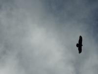 Adler? &ndash; &copy; Sabine Letzybyll (Eberhardt TRAVEL)