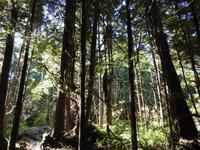 Regenwald &ndash; &copy; Sabine Letzybyll (Eberhardt TRAVEL)