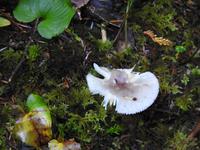 Pilz &ndash; &copy; Sabine Letzybyll (Eberhardt TRAVEL)