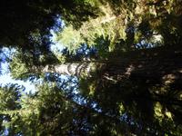 größter Baum &ndash; &copy; Sabine Letzybyll (Eberhardt TRAVEL)