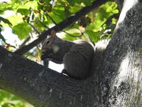 Eichhörnchen &ndash; &copy; Sabine Letzybyll (Eberhardt TRAVEL)