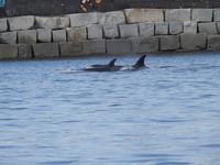Wale im Hafen &ndash; &copy; Sabine Letzybyll (Eberhardt TRAVEL)