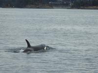 Orca &ndash; &copy; Sabine Letzybyll (Eberhardt TRAVEL)