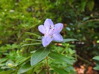 Blume &ndash; &copy; Sabine Letzybyll (Eberhardt TRAVEL)