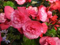 Blume &ndash; &copy; Sabine Letzybyll (Eberhardt TRAVEL)