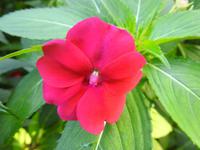 Blume &ndash; &copy; Sabine Letzybyll (Eberhardt TRAVEL)