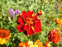 Blume &ndash; &copy; Sabine Letzybyll (Eberhardt TRAVEL)