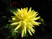 Blume &ndash; &copy; Sabine Letzybyll (Eberhardt TRAVEL)
