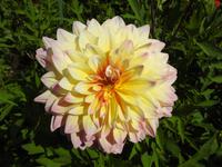 Blume &ndash; &copy; Sabine Letzybyll (Eberhardt TRAVEL)