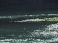 Reiher &ndash; &copy; Sabine Letzybyll (Eberhardt TRAVEL)