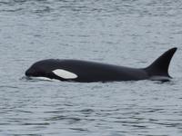 Orca &ndash; &copy; Sabine Letzybyll (Eberhardt TRAVEL)