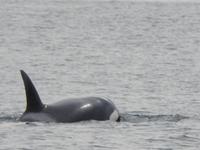 Orca &ndash; &copy; Sabine Letzybyll (Eberhardt TRAVEL)
