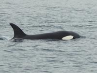 Orca &ndash; &copy; Sabine Letzybyll (Eberhardt TRAVEL)