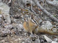 Streifenhörnchen &ndash; &copy; Laura Schwanitz (Eberhardt TRAVEL)