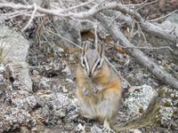 Streifenhörnchen &ndash; &copy; Laura Schwanitz (Eberhardt TRAVEL)