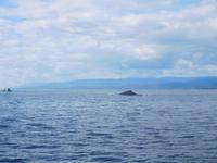 Whale-Watching in Victoria &ndash; &copy; Laura Schwanitz (Eberhardt TRAVEL)