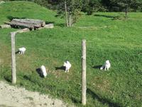 Omega Wildpark &ndash; &copy; Philip Seidel (Eberhardt TRAVEL)