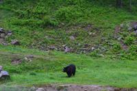 Omega-Wildpark - Schwarzbär &ndash; &copy; Andreas Wolfsteller (Eberhardt TRAVEL)