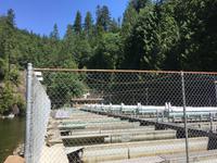 Ausflug in den Norden Vancouvers - Capilano Salmon Hatchery &ndash; &copy; Andreas Wolfsteller (Eberhardt TRAVEL)