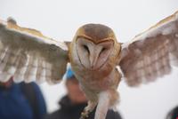 Schleiereule auf Grouse Mountain &ndash; &copy; Susanne Schirmann (Eberhardt TRAVEL)