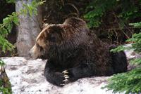 Grizzly Brüder auf Grouse Mountain &ndash; &copy; Susanne Schirmann (Eberhardt TRAVEL)