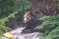 Grizzly Brüder auf Grouse Mountain &ndash; &copy; Susanne Schirmann (Eberhardt TRAVEL)