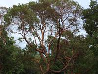Arbutus. E's Lieblingsbaum &ndash; &copy; Elisabeth Fox-Maerki (Eberhardt TRAVEL)