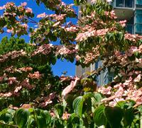 Dogwood  &ndash; &copy; Elisabeth Fox-Maerki (Eberhardt TRAVEL)
