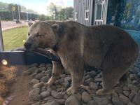 Der Grizzly in Huston  &ndash; &copy; Elisabeth Fox-Maerki (Eberhardt TRAVEL)