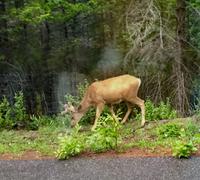 ein junger Hirsch &ndash; &copy; Elisabeth Fox-Maerki (Eberhardt TRAVEL)