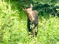 unser Moose &ndash; &copy; Elisabeth Fox-Maerki (Eberhardt TRAVEL)