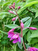 Alaskas Blumenwelt &ndash; &copy; Elisabeth Fox-Maerki (Eberhardt TRAVEL)