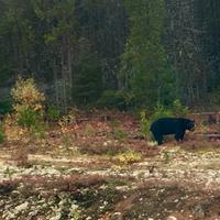 Der Blue River Baer &ndash; &copy; Elisabeth Fox-Maerki (Eberhardt TRAVEL)