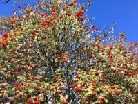 wirds ein harter Winter mit viel Schnee ?  &ndash; &copy; Elisabeth Fox-Maerki (Eberhardt TRAVEL)