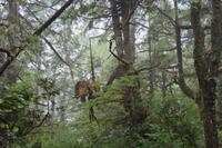 Wild Pacific Trail