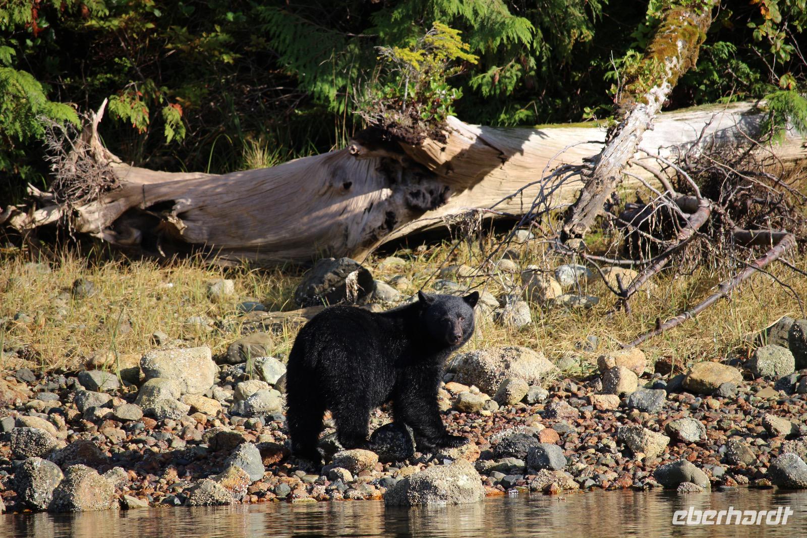 361. Bear-Watching in Tofino &ndash; &copy; Marianne Förster (Eberhardt TRAVEL)