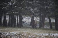 132. Wapiti &ndash; &copy; Marianne Förster (Eberhardt TRAVEL)