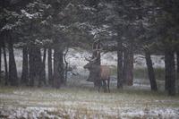 133. Wapiti &ndash; &copy; Marianne Förster (Eberhardt TRAVEL)