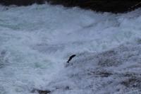 186. Bailey’s Chute &ndash; &copy; Marianne Förster (Eberhardt TRAVEL)