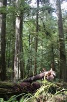 231. MacMillan Provincial-Park &ndash; &copy; Marianne Förster (Eberhardt TRAVEL)