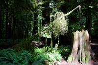 233. MacMillan Provincial-Park &ndash; &copy; Marianne Förster (Eberhardt TRAVEL)