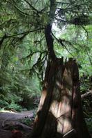 239. MacMillan Provincial-Park &ndash; &copy; Marianne Förster (Eberhardt TRAVEL)